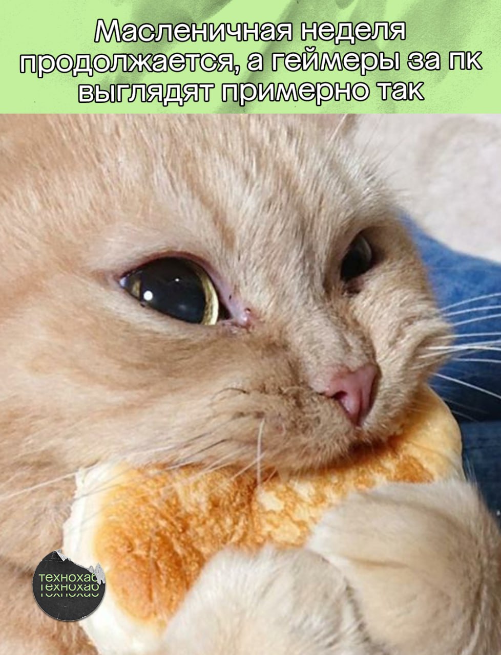 Кот булочка