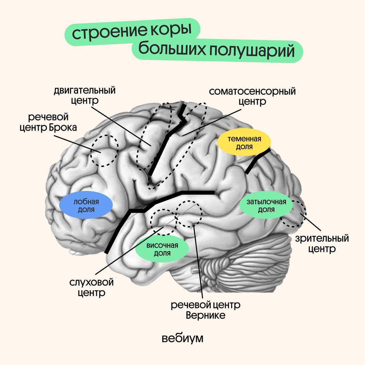 Публикация #4619 — Биология ЕГЭ 2025 | Вероника Вавилова | Вебиум  (@webium_bio)