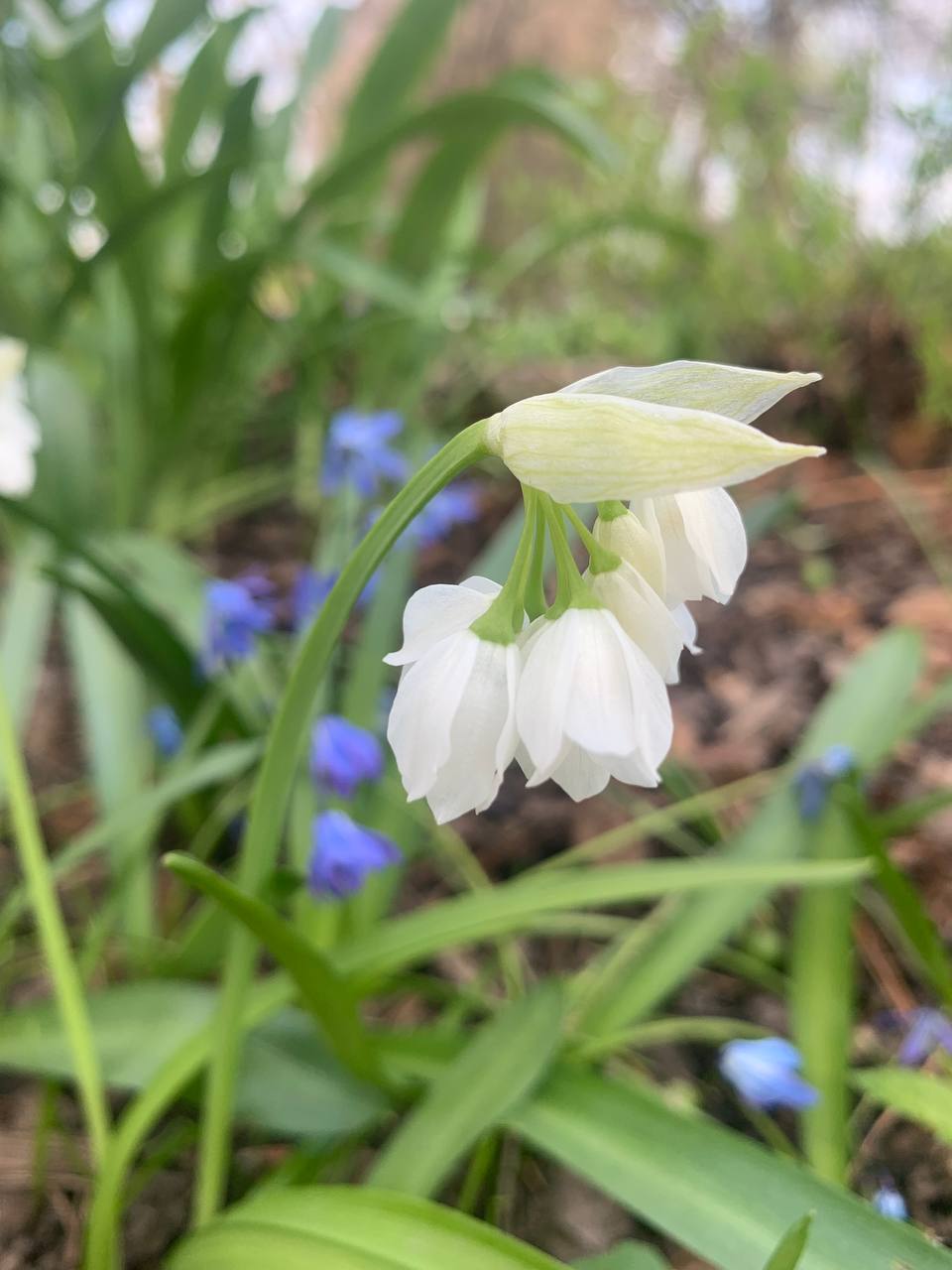 Post #3627 — Ботсад МГУ (@botsadmsu)