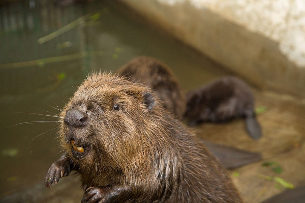 Интересные факты о речных бобрах. Факты о бобрах. Информация о бобре. Откуда взялись бобры. Откуда взялись бобры.