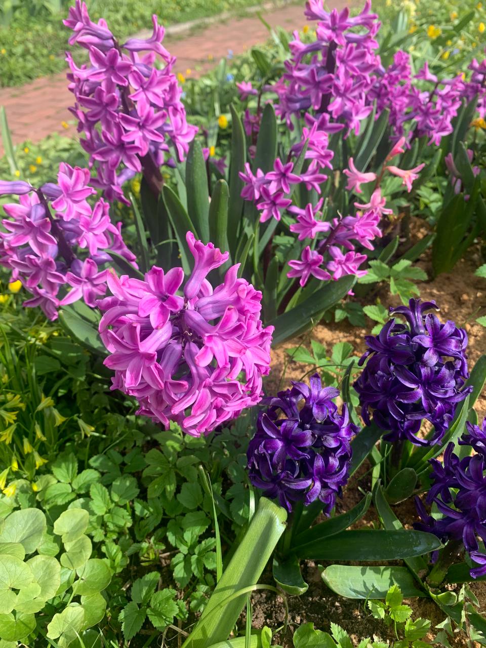 Post #3627 — Ботсад МГУ (@botsadmsu)