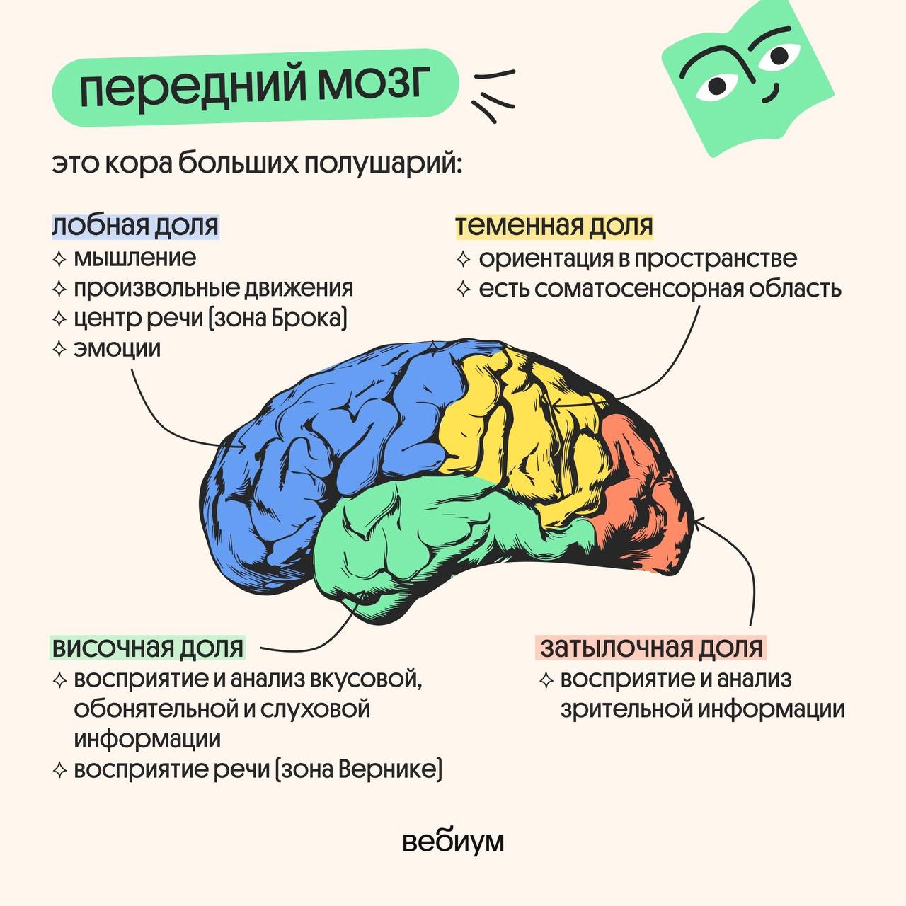 Публикация #4292 — Биология ЕГЭ 2025 | Вероника Вавилова | Вебиум  (@webium_bio)