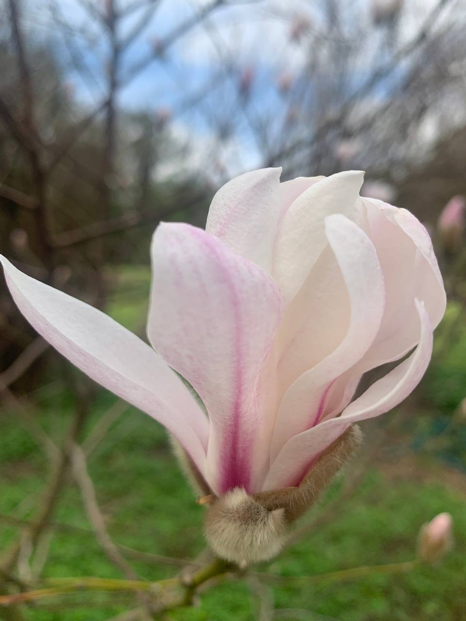 Post #3627 — Ботсад МГУ (@botsadmsu)