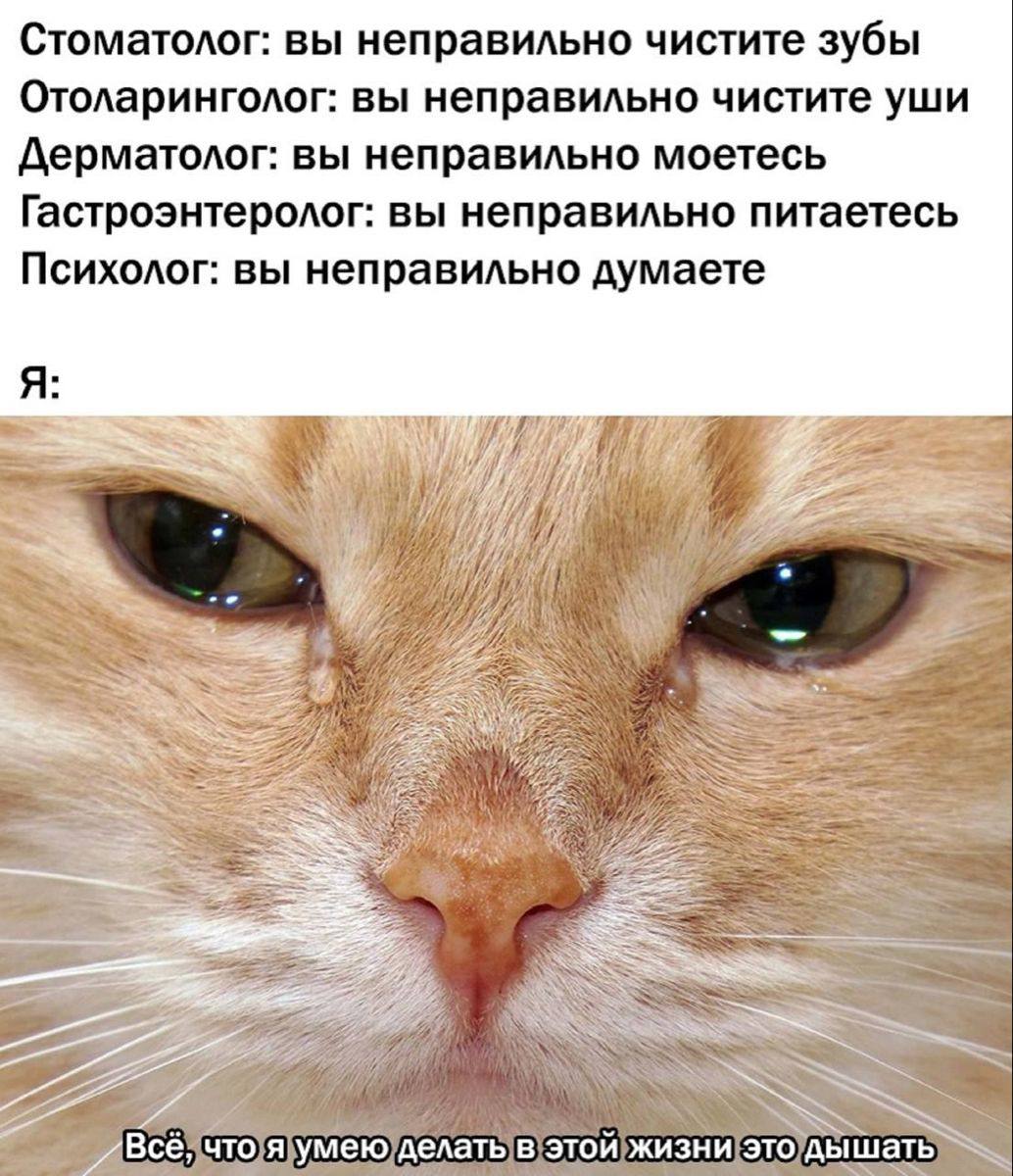 Называйте меня пожалуйста. Кот с женским глазом Мем. Покажи картинку Барсика.