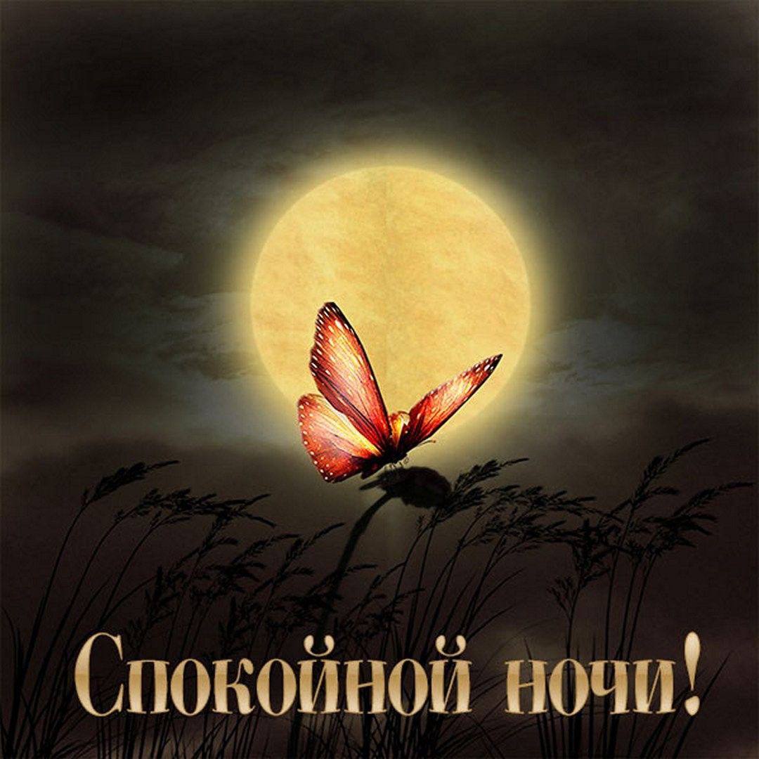 Гифки спокойной ночи мужчине