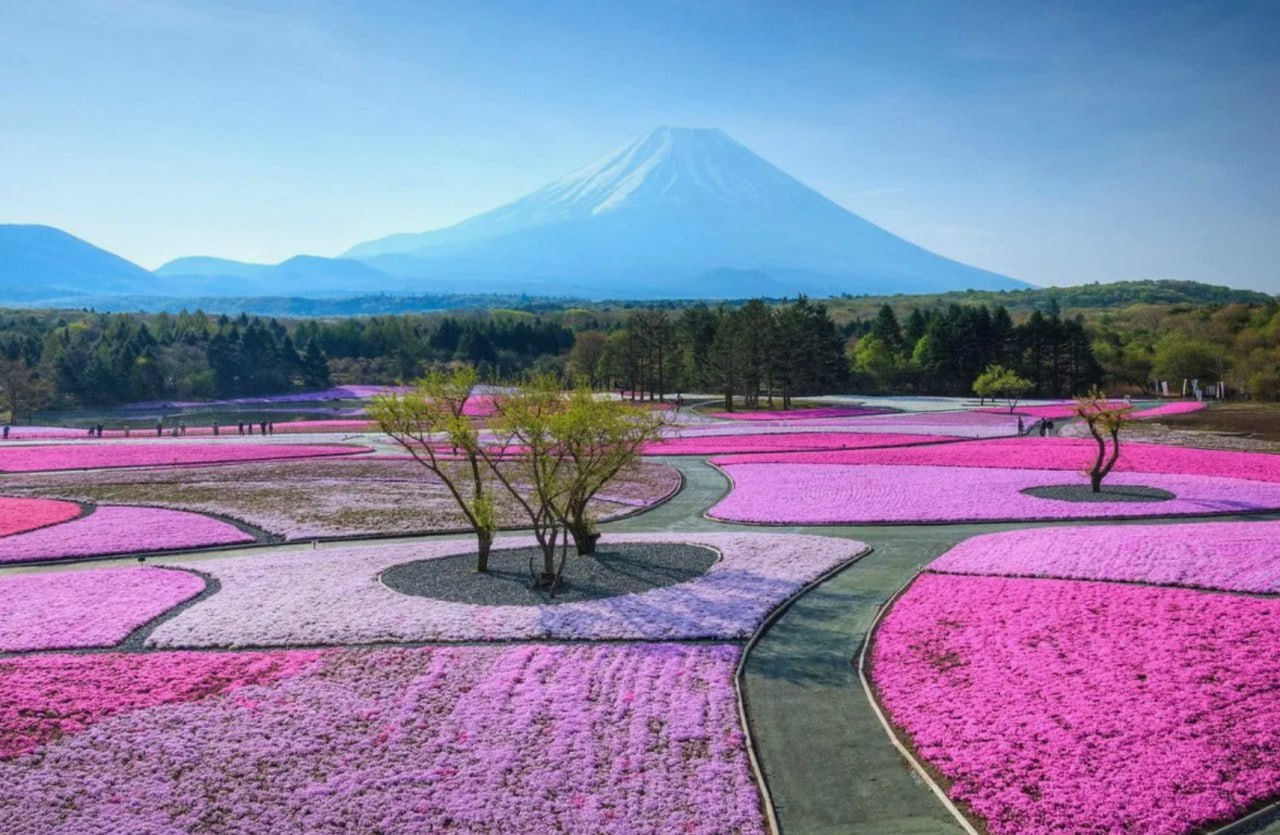 Парк розового цвета. Парк розового цвета. Сад сакуры. Японский сад кавати фудзи. Красивая аллея.