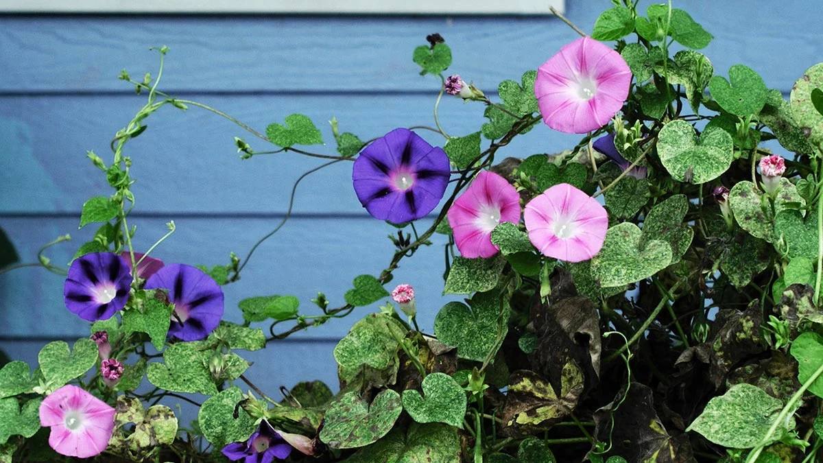 Инструменты для сада и огорода. Садовник в саду. Профессия садовник. Сад и огород. Сад и огород.